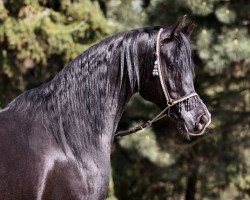 stallion Black Diamond ox (Arabian thoroughbred, 2005, from Thee Desperado 1989 EAO)