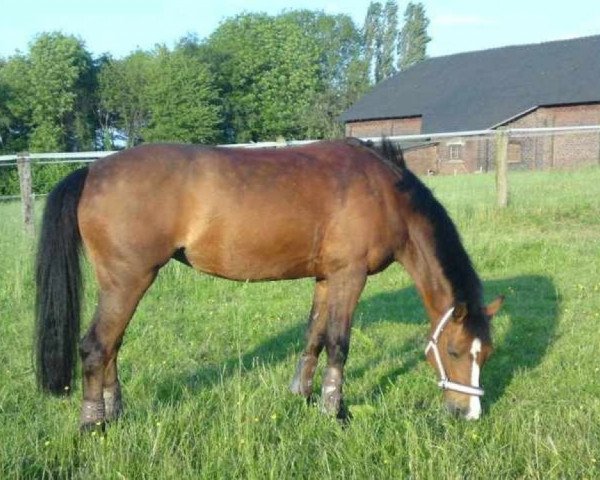 Zuchtstute Viktoria's Calvinia (Welsh Pony (Sek.B), 1994, von Downland Merlyn)