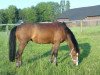 Zuchtstute Viktoria's Calvinia (Welsh Pony (Sek.B), 1994, von Downland Merlyn)