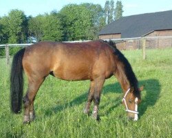 broodmare Viktoria's Calvinia (Welsh-Pony (Section B), 1994, from Downland Merlyn)