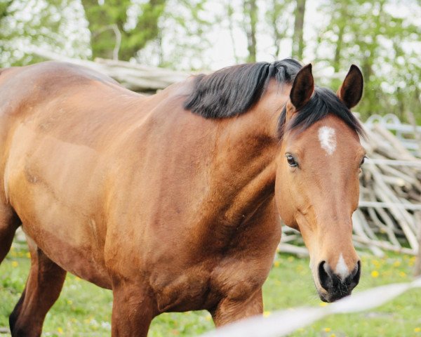 Pferd Mio Casparo (Kleines deutsches Reitpferd, 2010, von Kooihuster Wessel)