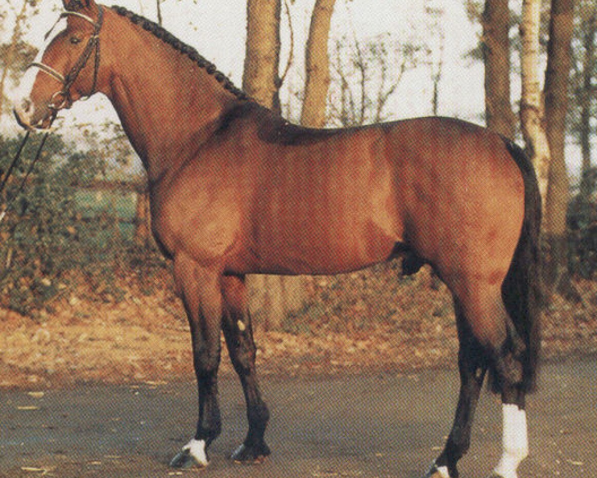 Deckhengst Rebel Z I (Hannoveraner, 1981, von Ramiro Z)