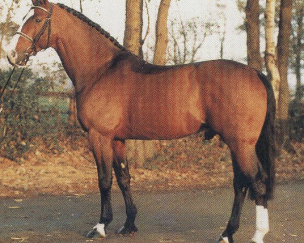 stallion Rebel Z I (Hanoverian, 1981, from Ramiro Z)