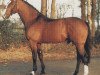 stallion Rebel Z I (Hanoverian, 1981, from Ramiro Z)