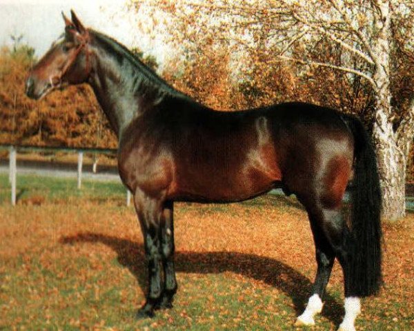 stallion Rabanus (Holsteiner, 1985, from Rebel Z I)