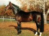 stallion Rabanus (Holsteiner, 1985, from Rebel Z I)