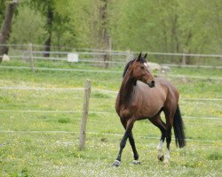 dressage horse Darthi Mata (KWPN (Royal Dutch Sporthorse), 2008, from Valeron)