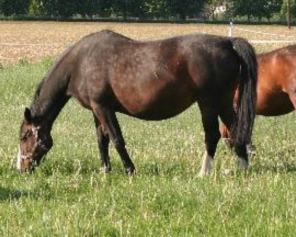 Zuchtstute Roxana (Hessisches Warmblut, 1990, von Rabanus)