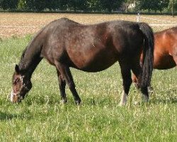 broodmare Roxana (Hessian Warmblood, 1990, from Rabanus)