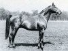 Pferd Tourbillon xx (Englisches Vollblut, 1928, von Ksar xx)