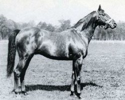 stallion Tourbillon xx (Thoroughbred, 1928, from Ksar xx)