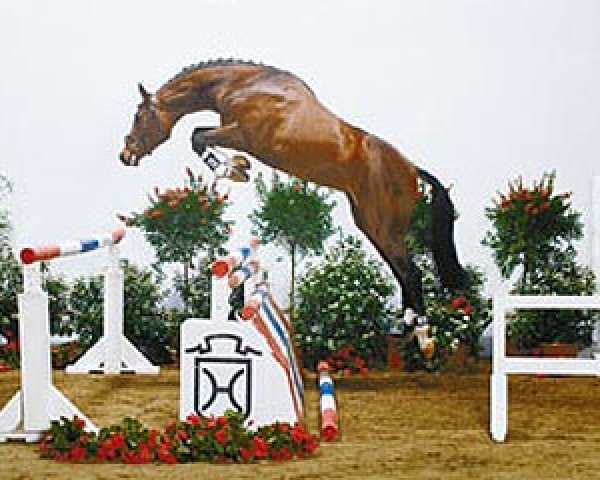 stallion Quadrigo 4 (Holsteiner, 1999, from Quinar)