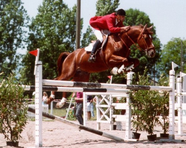 horse Tanael du Serein (Selle Français, 1985, from Narcos II)