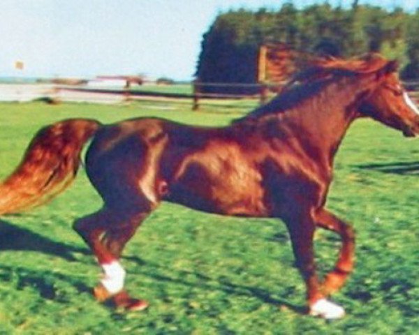 stallion Ernford Grenadier (Welsh-Pony (Section B), 1977, from Rotherwood Commander)
