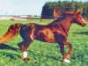 Deckhengst Ernford Grenadier (Welsh Pony (Sek.B), 1977, von Rotherwood Commander)