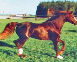 Deckhengst Ernford Grenadier (Welsh Pony (Sek.B), 1977, von Rotherwood Commander)