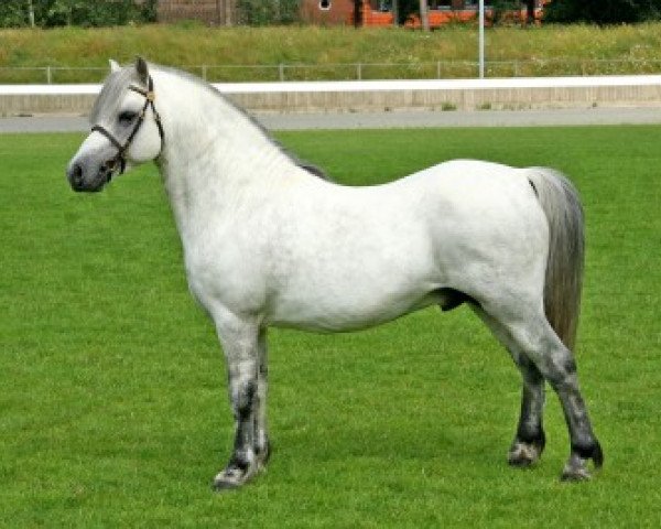 stallion H-S Owen (Welsh mountain pony (SEK.A), 1997, from Bengad Damusk Oak)