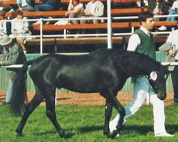 stallion Twycross Charme (Welsh-Pony (Section B), 1984, from Twycross Cavalier)