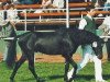 Deckhengst Twycross Charme (Welsh Pony (Sek.B), 1984, von Twycross Cavalier)