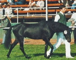 Deckhengst Twycross Charme (Welsh Pony (Sek.B), 1984, von Twycross Cavalier)