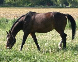 broodmare Classic Paula (Rhinelander, 1997, from Corelli)