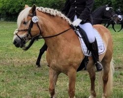 broodmare Cinderella (Haflinger, 2009, from Amant)