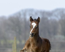 horse Bailey (Westfale, 2022, from BAGGIO)