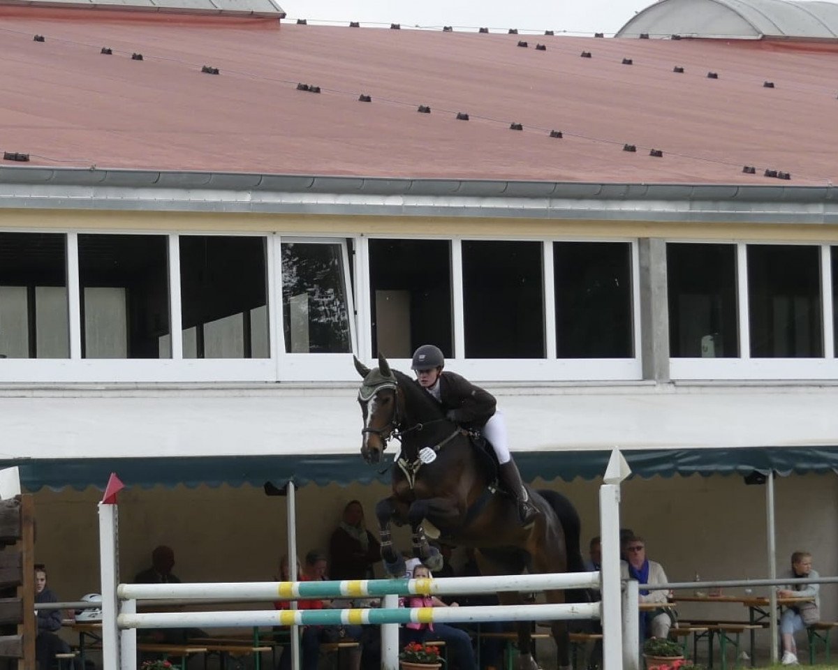 jumper Peer Gynt Z (Zangersheide riding horse, 2016, from Parco)