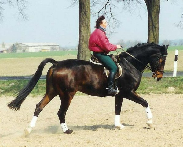 Pferd Palü (Sachsen-Anhaltiner, 1996, von Pikör)