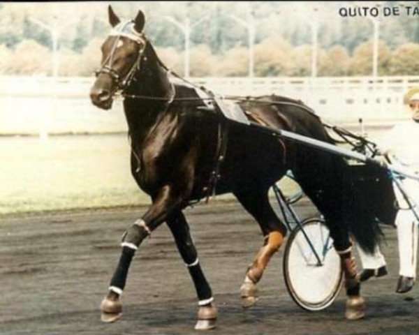 Deckhengst Quito de Talonay (FR) (Französischer Traber, 1982, von Florestan (FR))