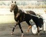 stallion Quito de Talonay (FR) (French Trotter, 1982, from Florestan (FR))