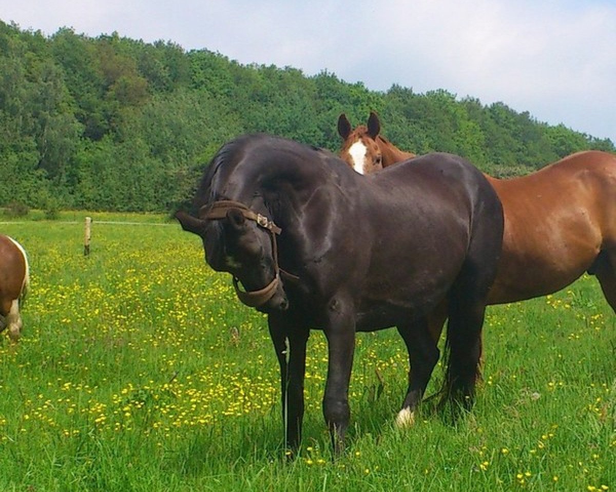broodmare Gibsy (Oldenburg, 1997, from Landjonker (Fruhling))