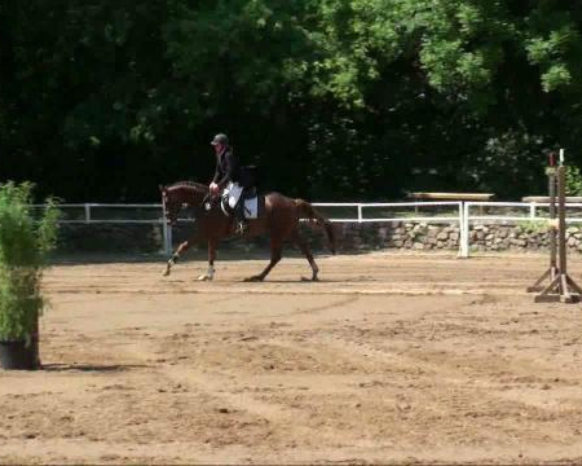 jumper Quintus Gold (German Sport Horse, 2007, from Quicksilber)