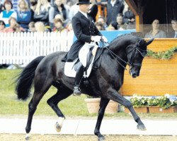 dressage horse Warbeau (Hannoveraner, 2001, from Wolkenstein II)