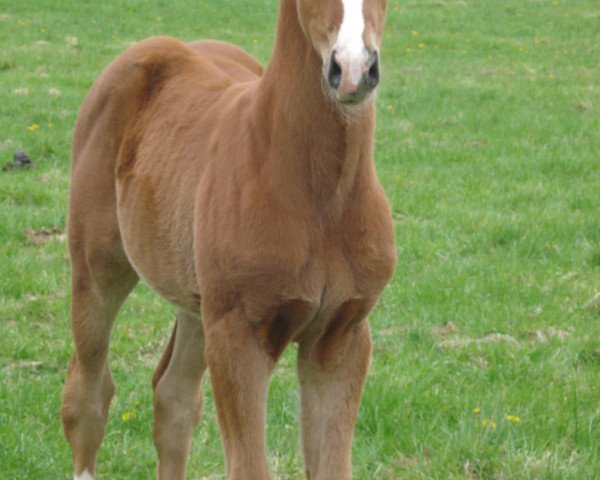 dressage horse Quinn (Hanoverian, 2012, from Quaterhall)