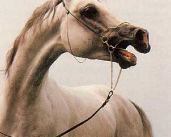 stallion Lerathos Ibn Leandra ox (Arabian thoroughbred, 1985, from Pasat 1978 ox)