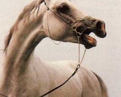 stallion Lerathos Ibn Leandra ox (Arabian thoroughbred, 1985, from Pasat 1978 ox)