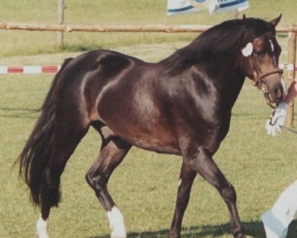 Deckhengst Bunbury Platinum (Welsh Pony (Sek.B), 2001, von Bunbury Satinwood)