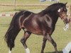 Deckhengst Bunbury Platinum (Welsh Pony (Sek.B), 2001, von Bunbury Satinwood)