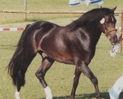 stallion Bunbury Platinum (Welsh-Pony (Section B), 2001, from Bunbury Satinwood)