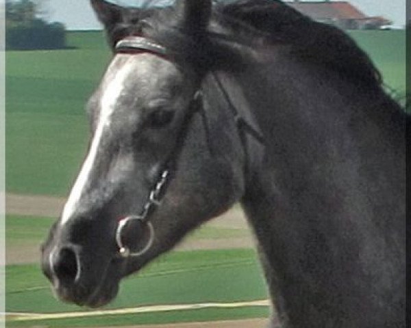 horse WhyNot Summer (Welsh-Pony (Section B), 2009, from Bunbury Platinum)