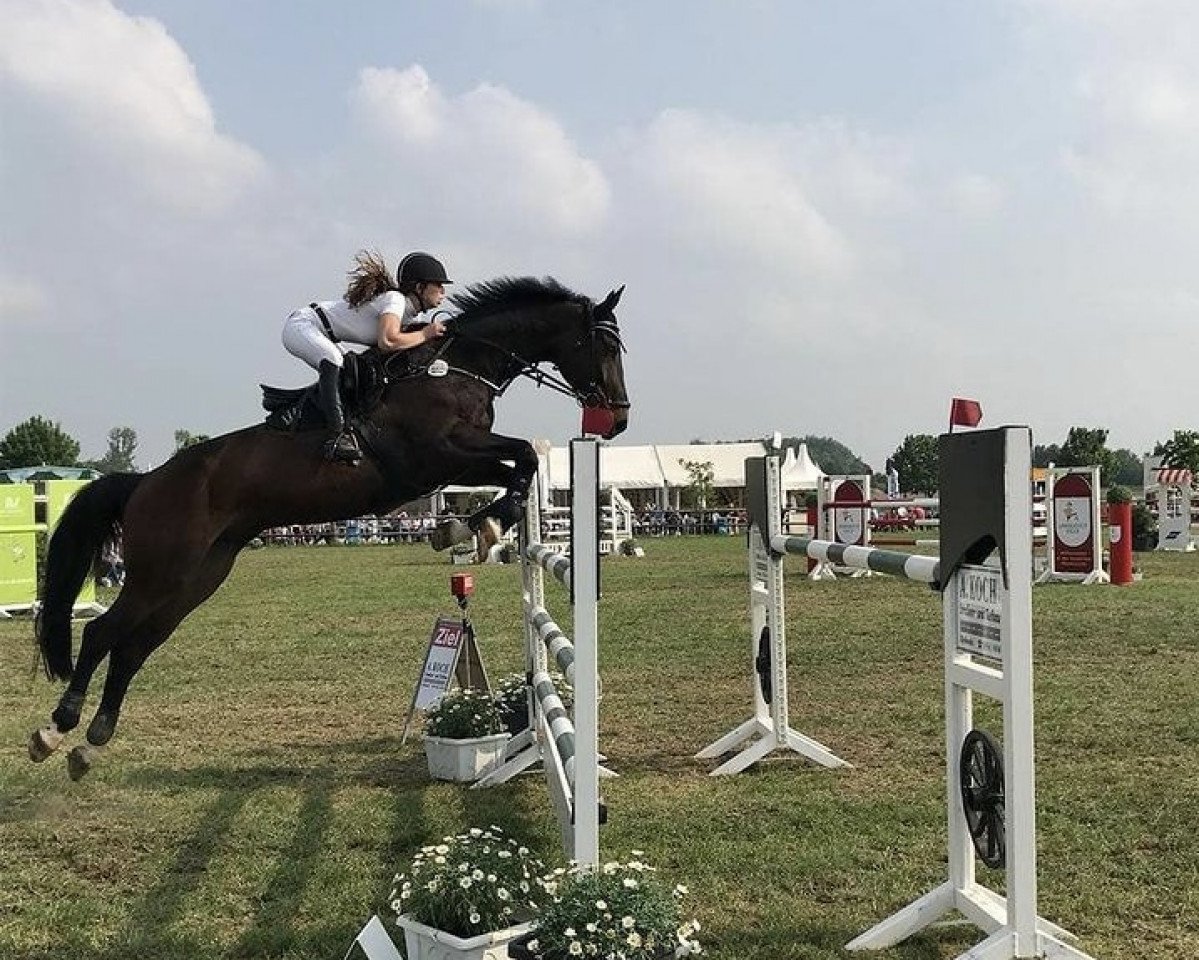 jumper Quintero 26 (Hanoverian, 2009, from Quintender 2)
