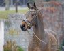 dressage horse Fauntleroy 14 (Oldenburg, 2018, from Tannenhof's Fahrenheit)