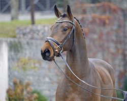 dressage horse Fauntleroy 14 (Oldenburg, 2018, from Tannenhof's Fahrenheit)