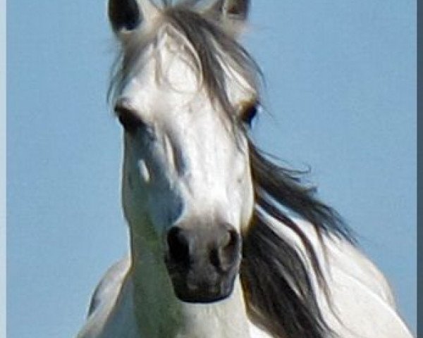 broodmare Sunshine (Welsh-Pony (Section B), 2002, from Steehorst Maestro)