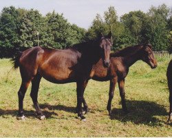 Zuchtstute Rena Sahlis (Westfale, 1993, von Rodney)