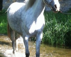 Zuchtstute Samantha (Welsh Mountain Pony (Sek.A), 2005, von H-S Owen)