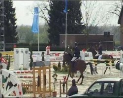 jumper Fortus 3 (Belgian Warmblood, 2003, from Nonstop)