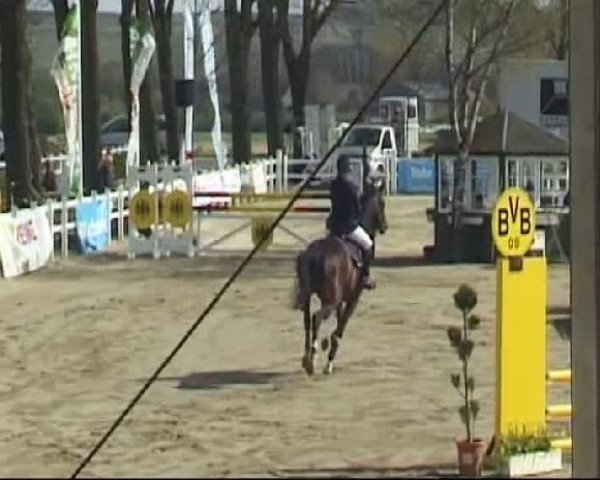stallion Purcival (Westphalian, 1999, from Palegro)