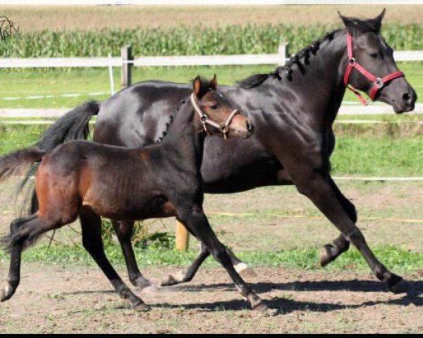 broodmare WhyNot Sierra (German Riding Pony, 2010, from Schoenbrunn Lario)